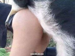 Bà Chủ Trại Lợn Thích Được Phối Tinh Với Lợn