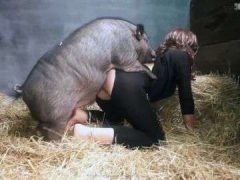 Tập Thể Dục Với Đám Lợn Giống Nhiều Tinh Trùng